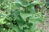 Verbascum pyramidatum