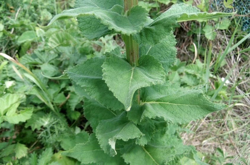 Изображение особи Verbascum pyramidatum.