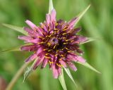 Tragopogon australis