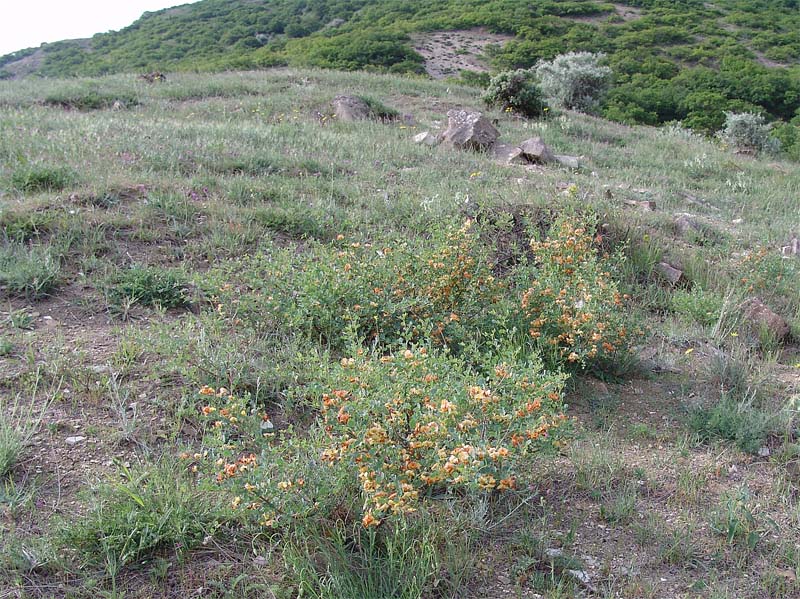 Image of Colutea komarovii specimen.