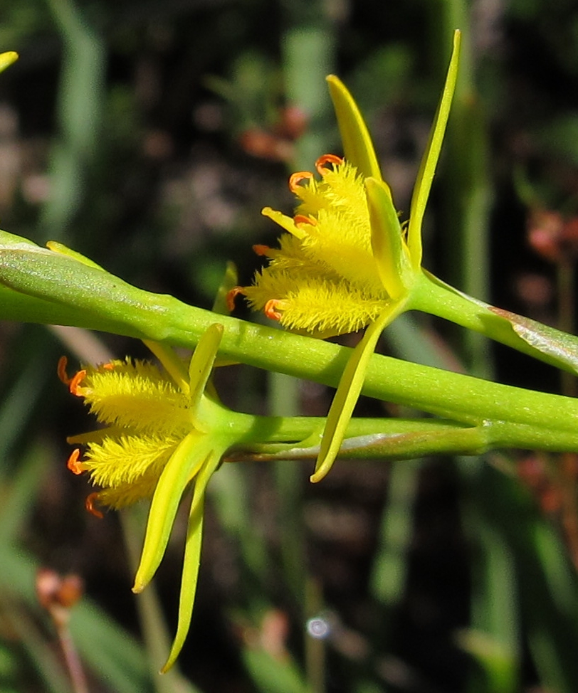 Image of Narthecium ossifragum specimen.