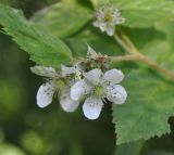 Rubus nessensis