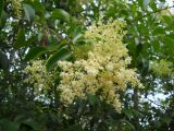 Ligustrum lucidum. Верхушка ветви с соцветием. Крым, г. Ялта, в культуре. 3 июля 2012 г.