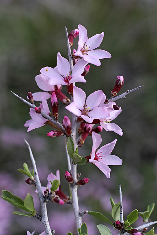 Image of Amygdalus spinosissima specimen.