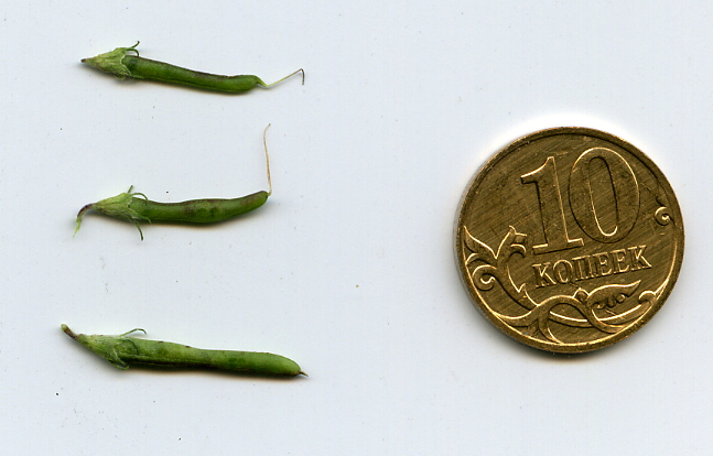 Image of Lotus corniculatus specimen.