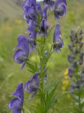 Aconitum nasutum. Часть соцветия. Кабардино-Балкария, Зольский р-н, долина Джилы-Су. 27.07.2012.