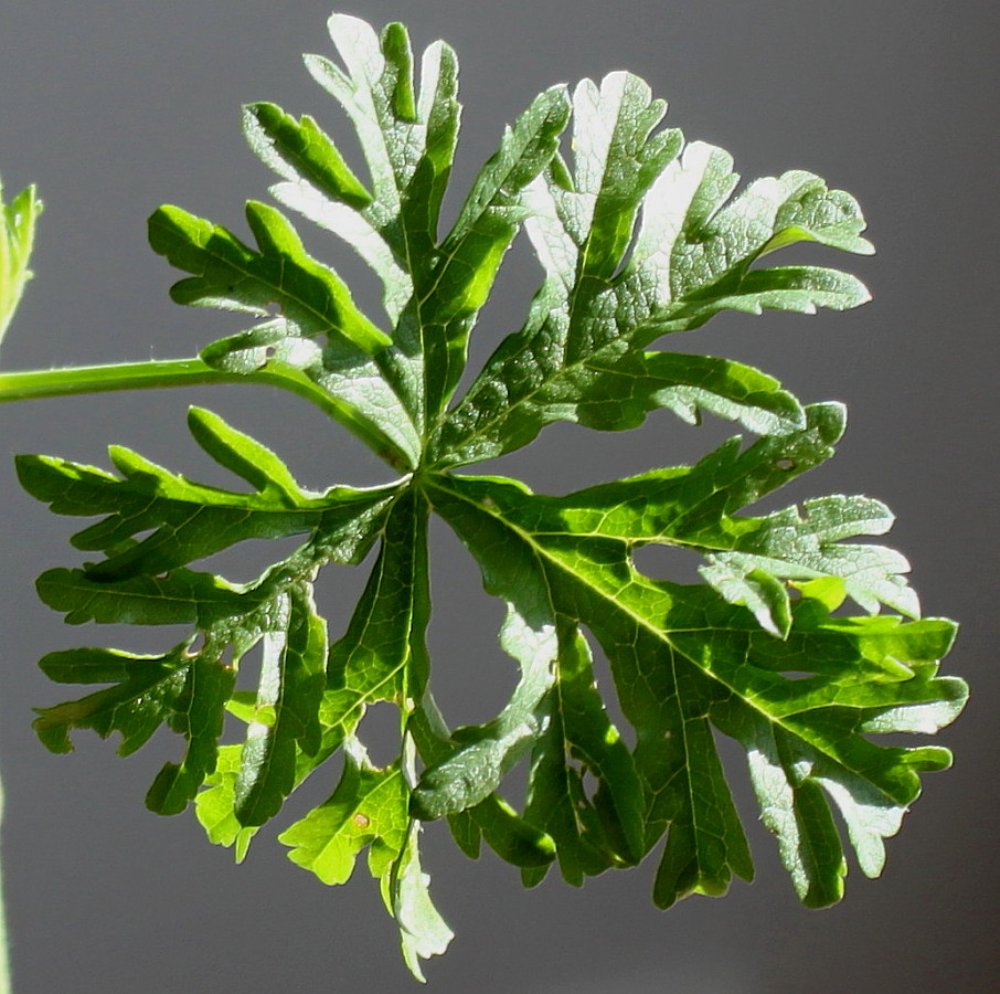 Image of Malva moschata specimen.