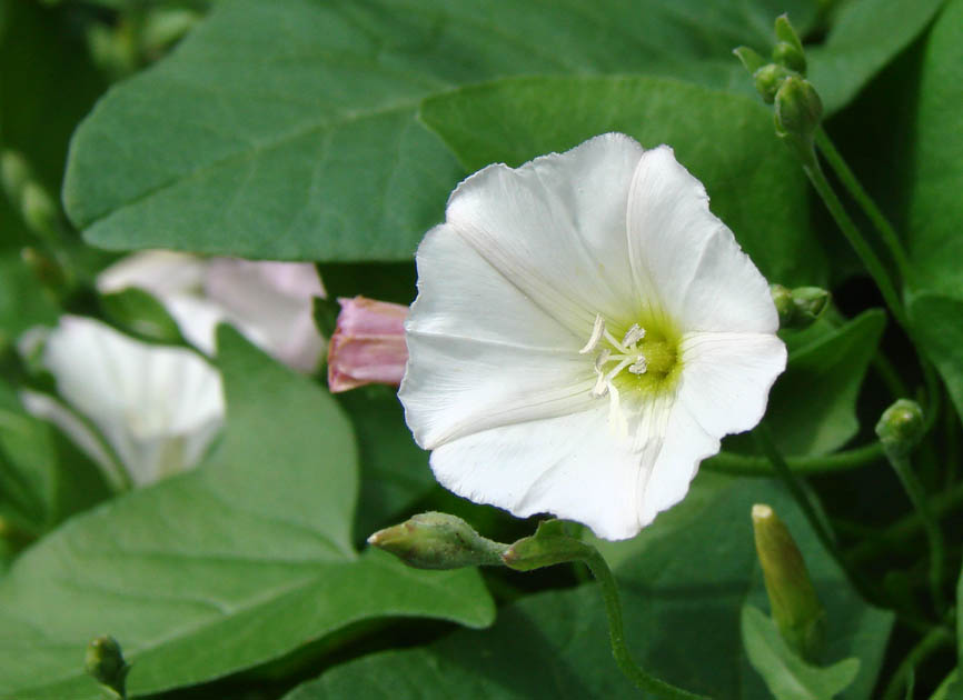 Image of Convolvulus arvensis specimen.