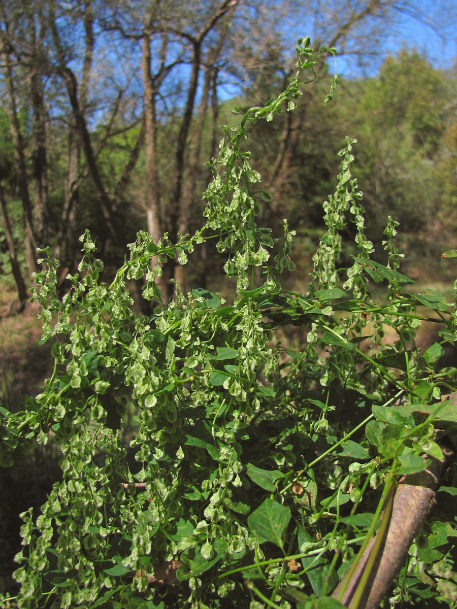 Image of Fallopia dumetorum specimen.