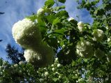 Viburnum opulus f. roseum