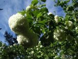 Viburnum opulus form roseum