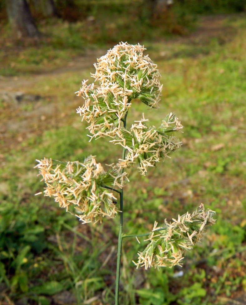 Изображение особи Dactylis glomerata.