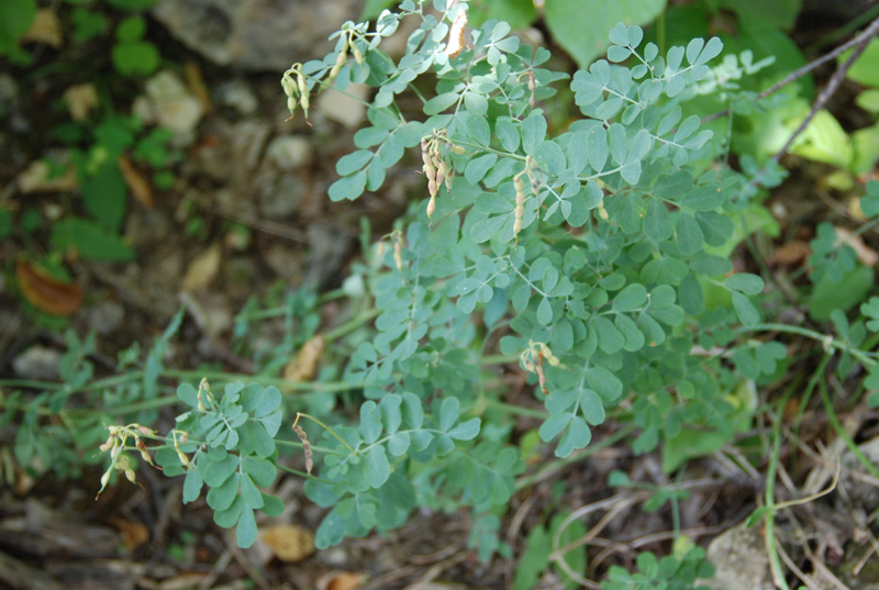 Image of Coronilla coronata specimen.