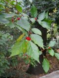 Lonicera maackii. Верхушка ветви с плодами. Южный берег Крыма, Никитский ботанический сад. 7 ноября 2012 г.
