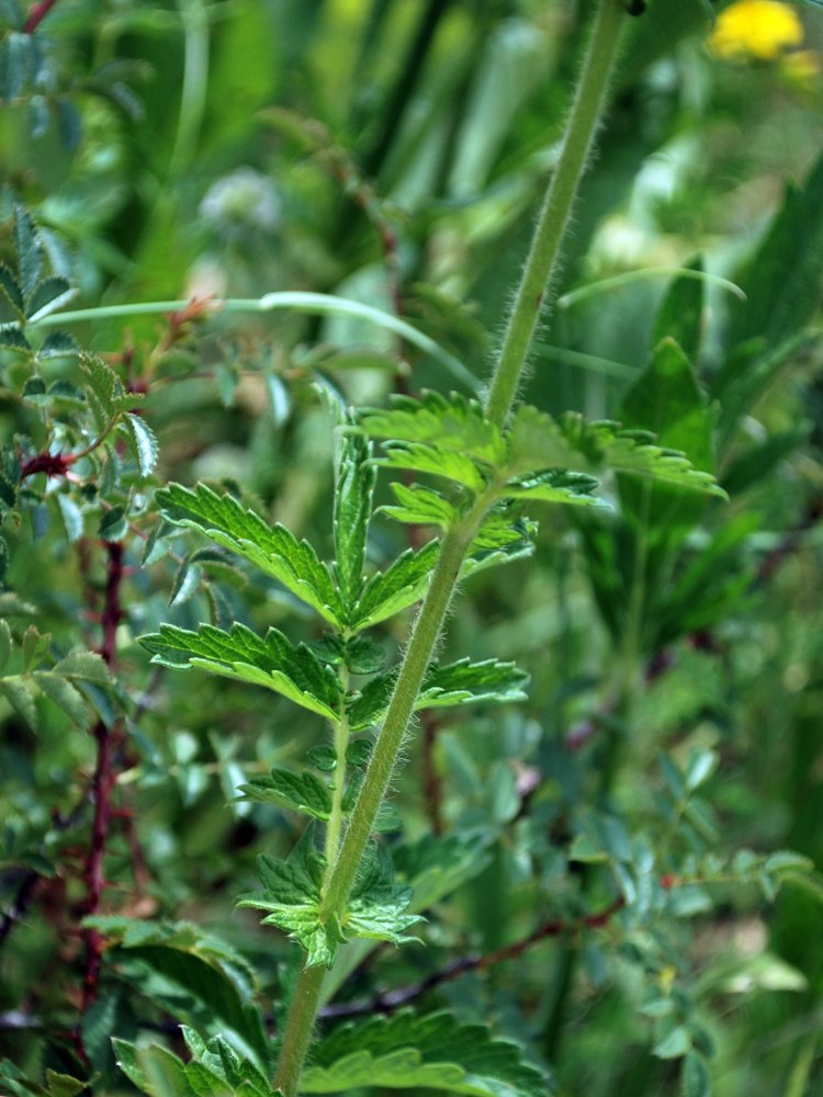 Image of Agrimonia asiatica specimen.