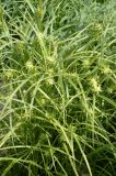 Carex grayi