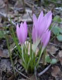 Colchicum stevenii. Цветущие растения. Israel, Mount Carmel, Chorshat Ha'arba'im. 10.11.2006.