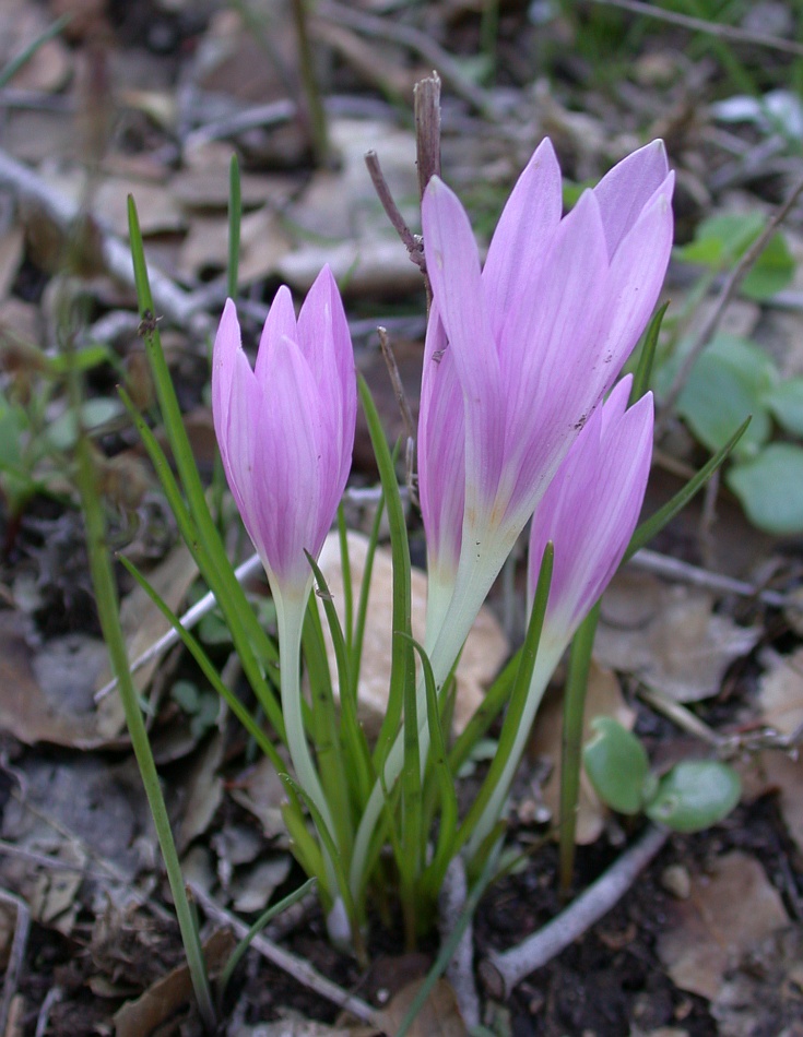 Изображение особи Colchicum stevenii.