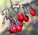 Solanum dulcamara