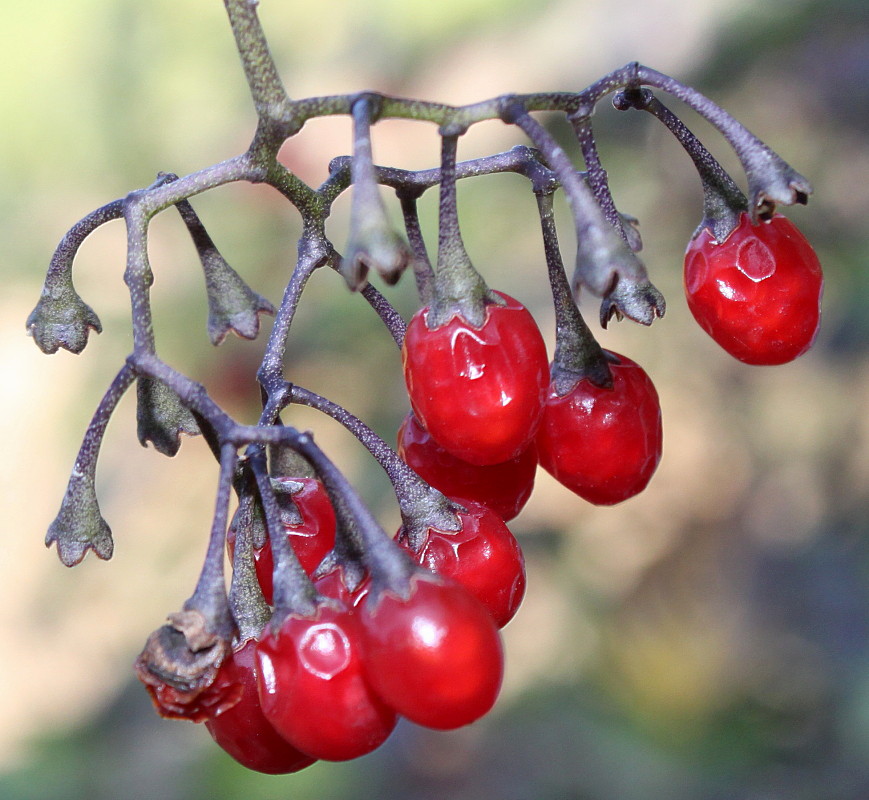 Изображение особи Solanum dulcamara.