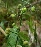 Galium aparine. Верхушка побега с соплодием. Ростовская обл., Азовский р-н, с. Кугей. 26.05.2012.