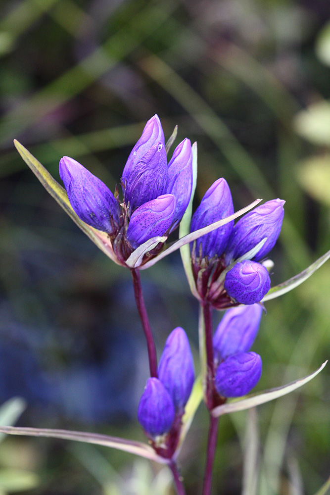 Image of Gentiana triflora specimen.