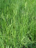 Dactylis glomerata. Зацветающие растения. Украина, г. Запорожье, пос. Солнечный, балка. 19.05.2011.