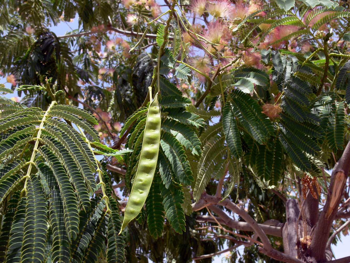 Изображение особи Albizia julibrissin.