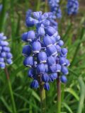 Muscari armeniacum. Соцветие. ФРГ, Нижняя Саксония, Ольденбург, ботанический сад Ольденбургского университета. 7 апреля 2007 г.