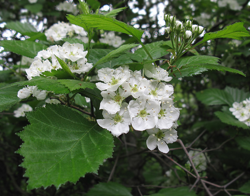 Image of Crataegus sanguinea specimen.