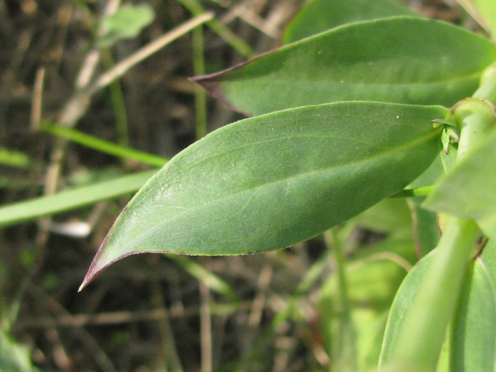 Image of Oberna behen specimen.