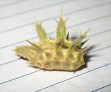 Image of taxon representative. Author is Марина Рыбка