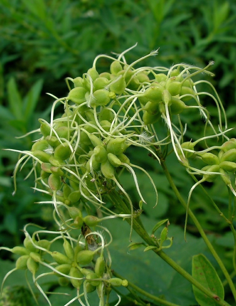 Image of Clematis recta specimen.
