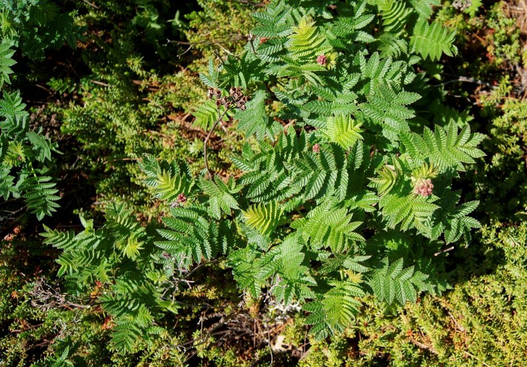 Image of Sorbaria grandiflora specimen.