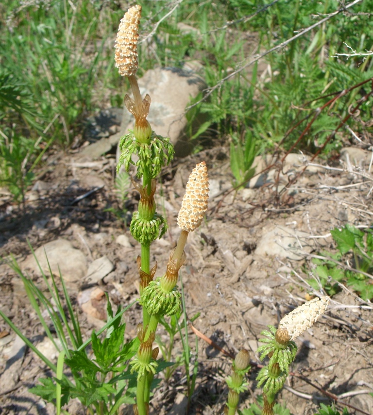 Изображение особи Equisetum sylvaticum.