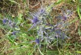 Eryngium amethystinum. Зацветающее растение. Хорватия, Лика-Сень, Национальный парк «Плитвицкие озёра», небольшая деревушка, луг за домом. 05.09.2012.