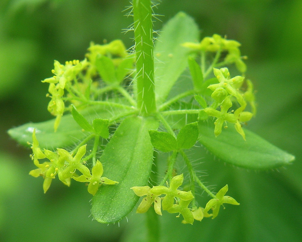 Изображение особи Cruciata laevipes.