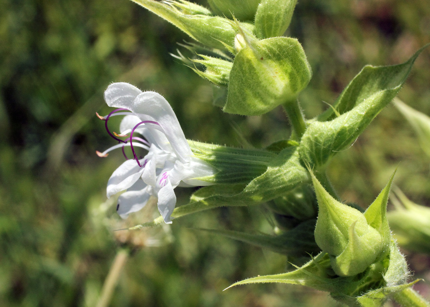 Image of Salvia macrosiphon specimen.