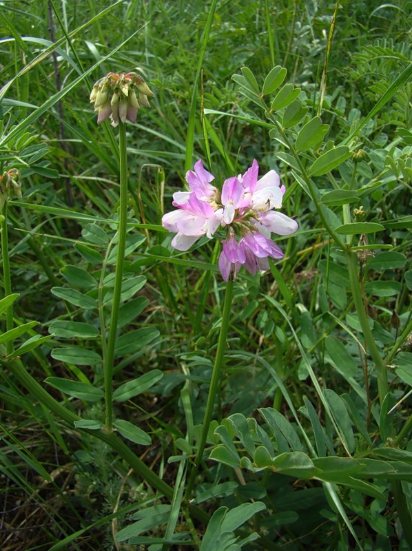 Image of Securigera varia specimen.