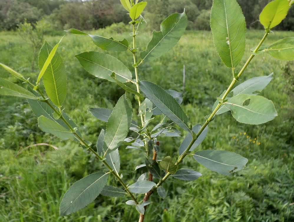 Изображение особи Salix &times; schumanniana.