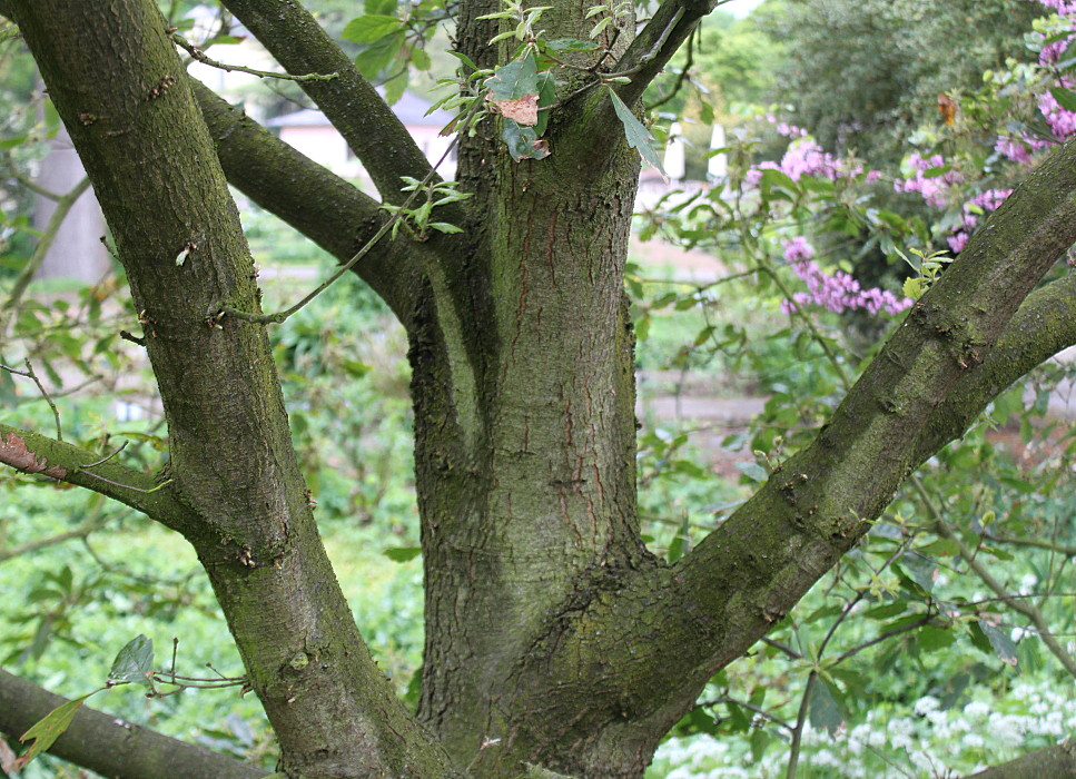 Image of Quercus × hispanica specimen.