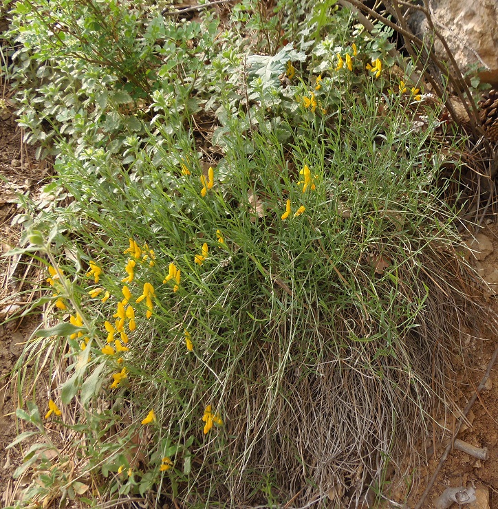 Image of Genista depressa f. pinetorum specimen.