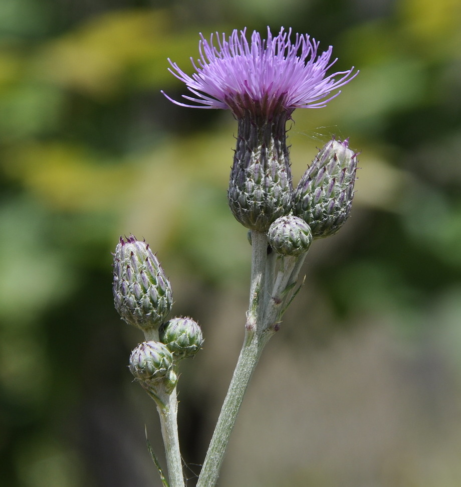 Изображение особи Cirsium incanum.