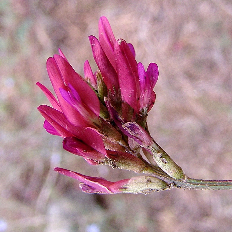 Изображение особи Astragalus ornithopodioides.
