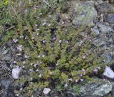 Ziziphora granatensis
