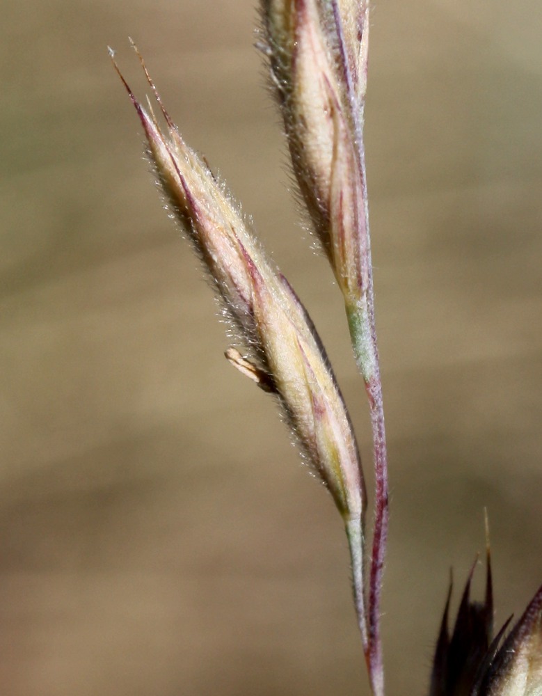 Изображение особи Festuca arenaria.