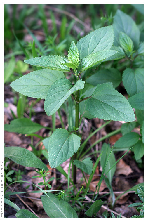 Изображение особи Scrophularia nodosa.