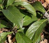 Helleborus orientalis