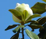 Magnolia grandiflora