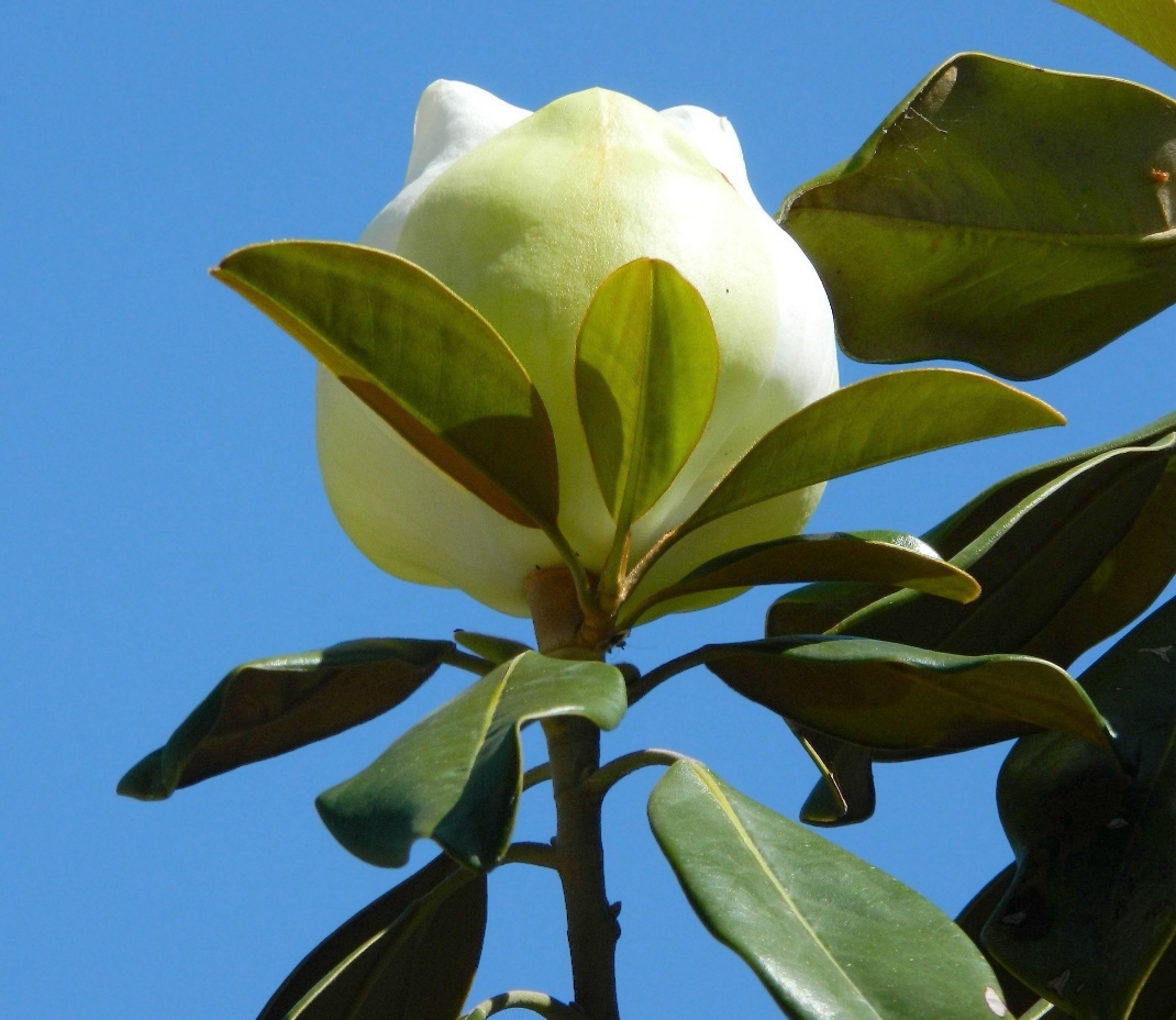 Изображение особи Magnolia grandiflora.